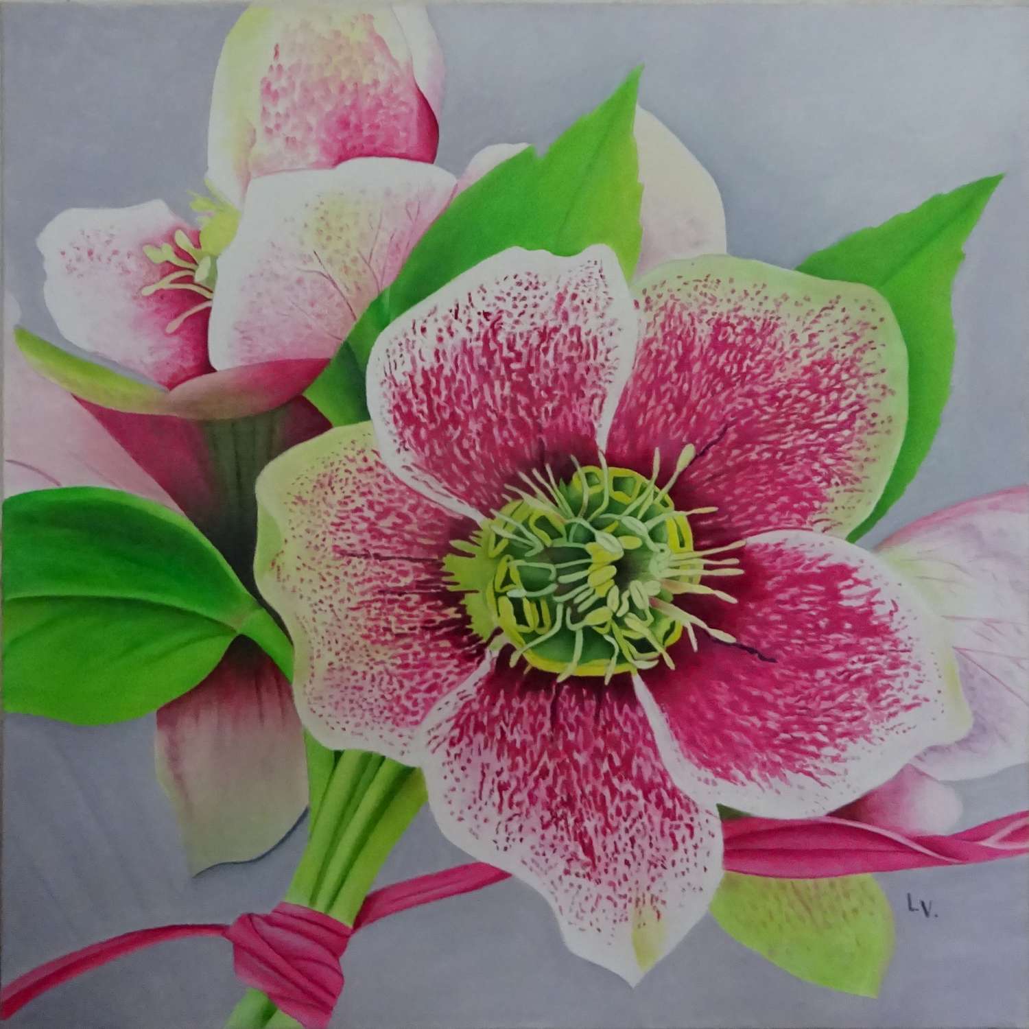 belle_de_noel-50x50-1500